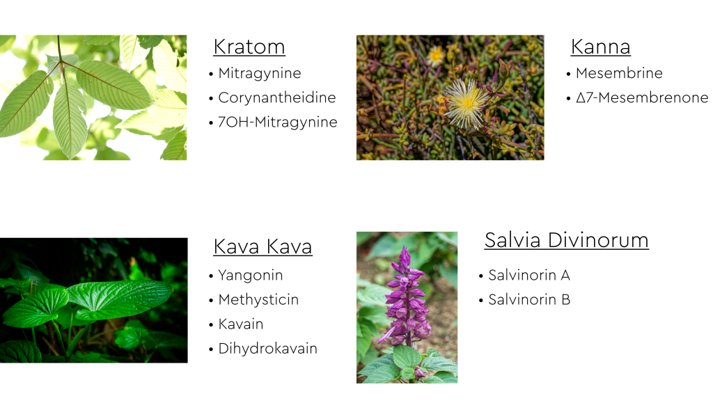 Kratom, Kanna, salvia divinorum, kava kava, mitragynine, yangonin, kavain, mesembrine, Salvinorin A